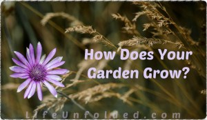 eloquent-immortelle-197051_1280