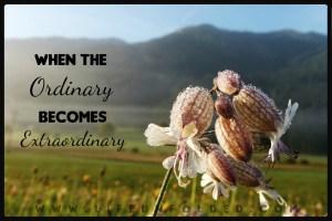 taubenkropf-leimkraut-420572_1280